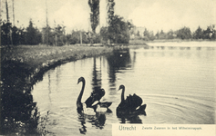 3645 Gezicht op de vijver in het Wilhelminapark te Utrecht, met op de voorgrond enkele zwarte zwanen.